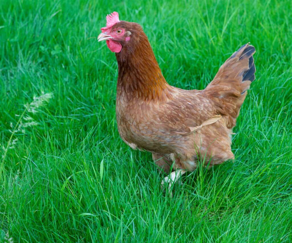 a new hampshire red chicken in the grass
