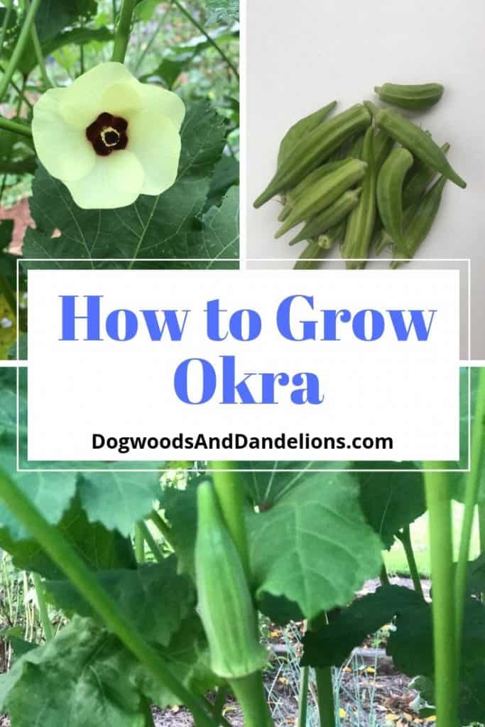 how to grow okra-flowers, okra pods, okra on the plant
