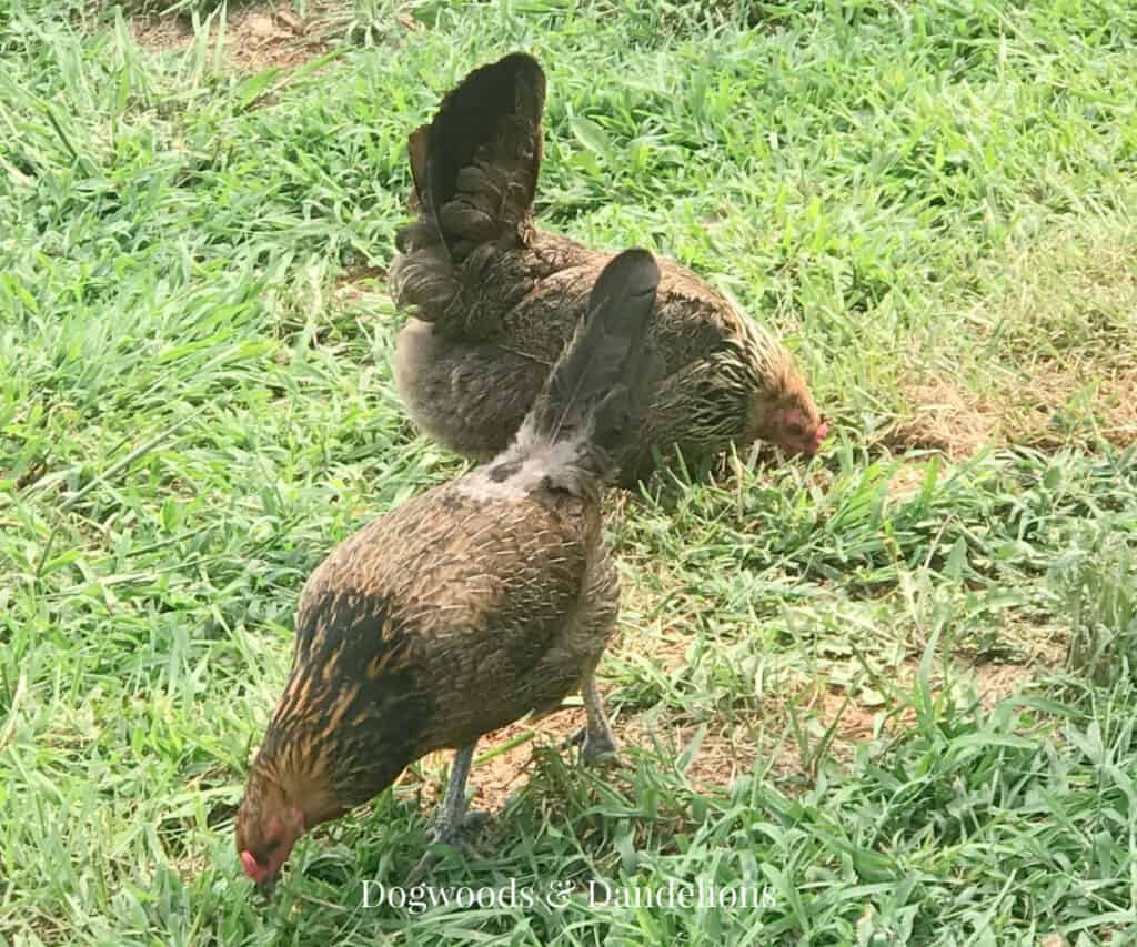 2 Olive Egger chickens in the yard