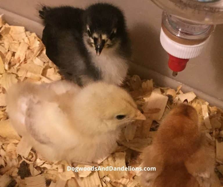 Raising Baby Chicks Safely