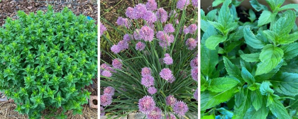 oregano, chives, and mint