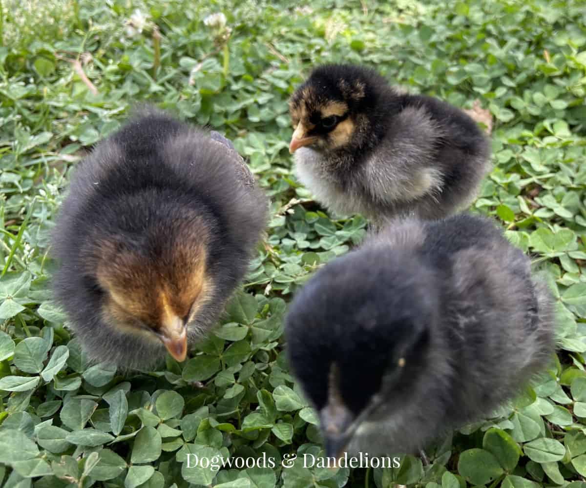 3 chicks in the clover