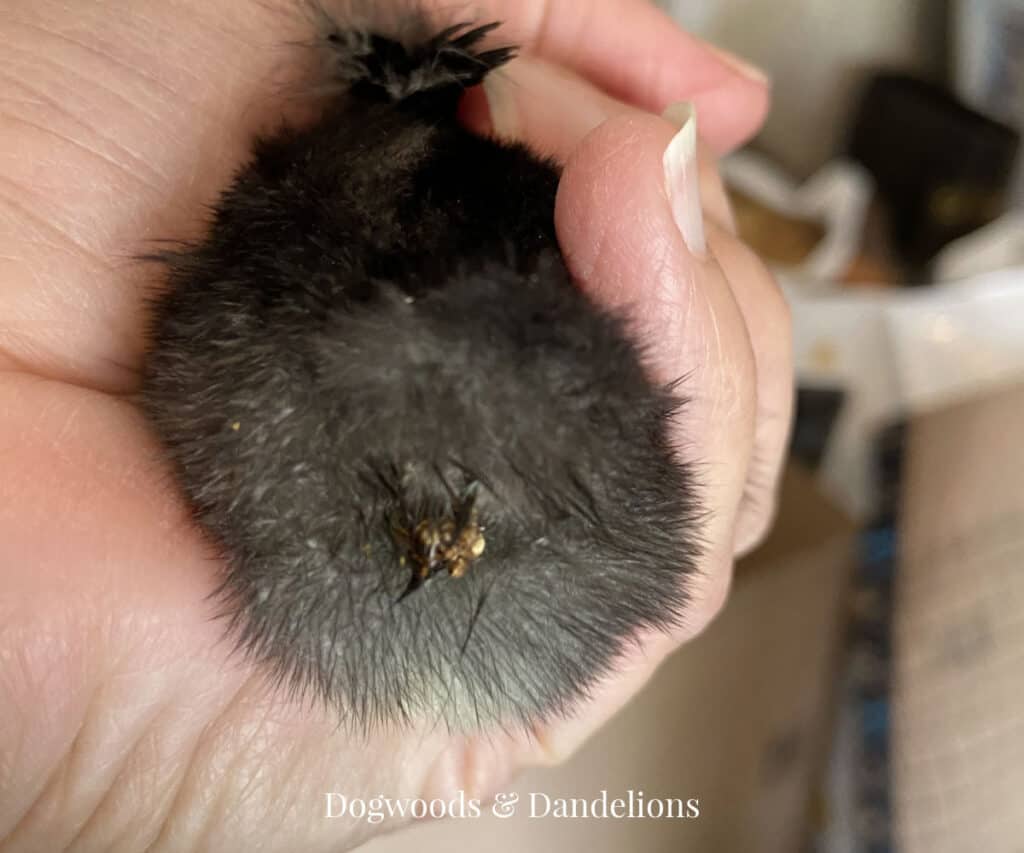 a baby chick's bottom covered with poop