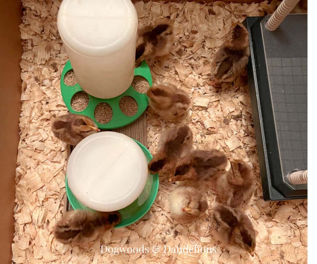 baby chicks eating and drinking in their brooder box