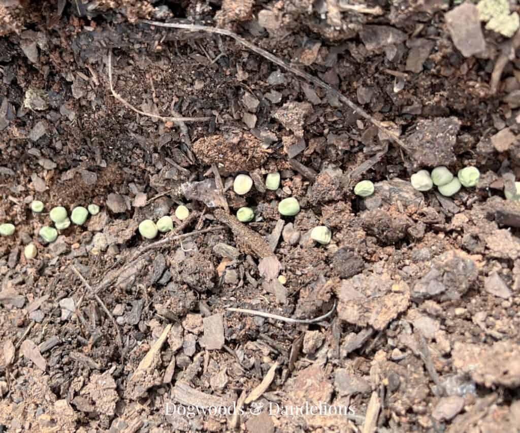 pea seeds in the dirt