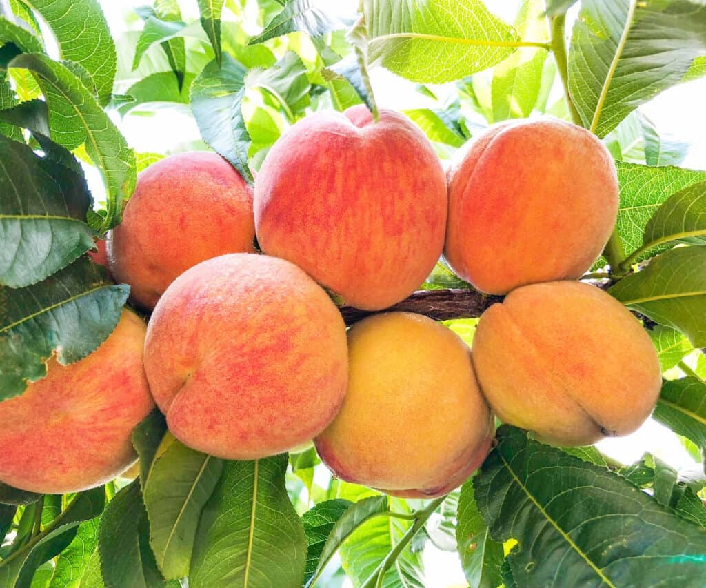 peaches growing on a tree