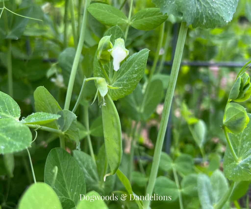 a pea plant with a pea pod and a bloom