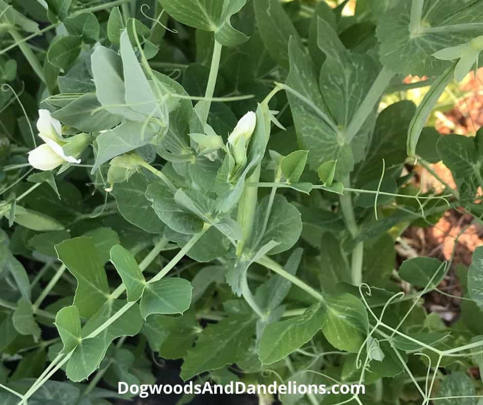 Peas in a vegetable garden