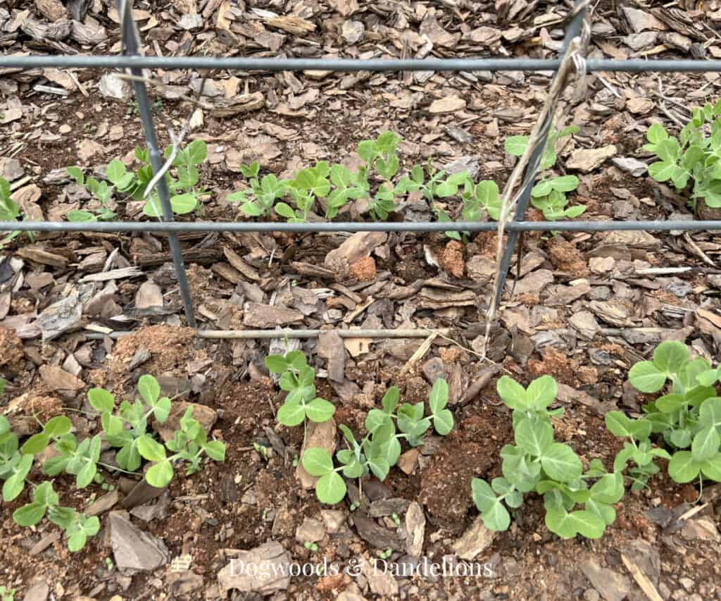 Peas sprouting from the ground