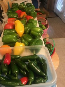 Peppers harvested just before a frost