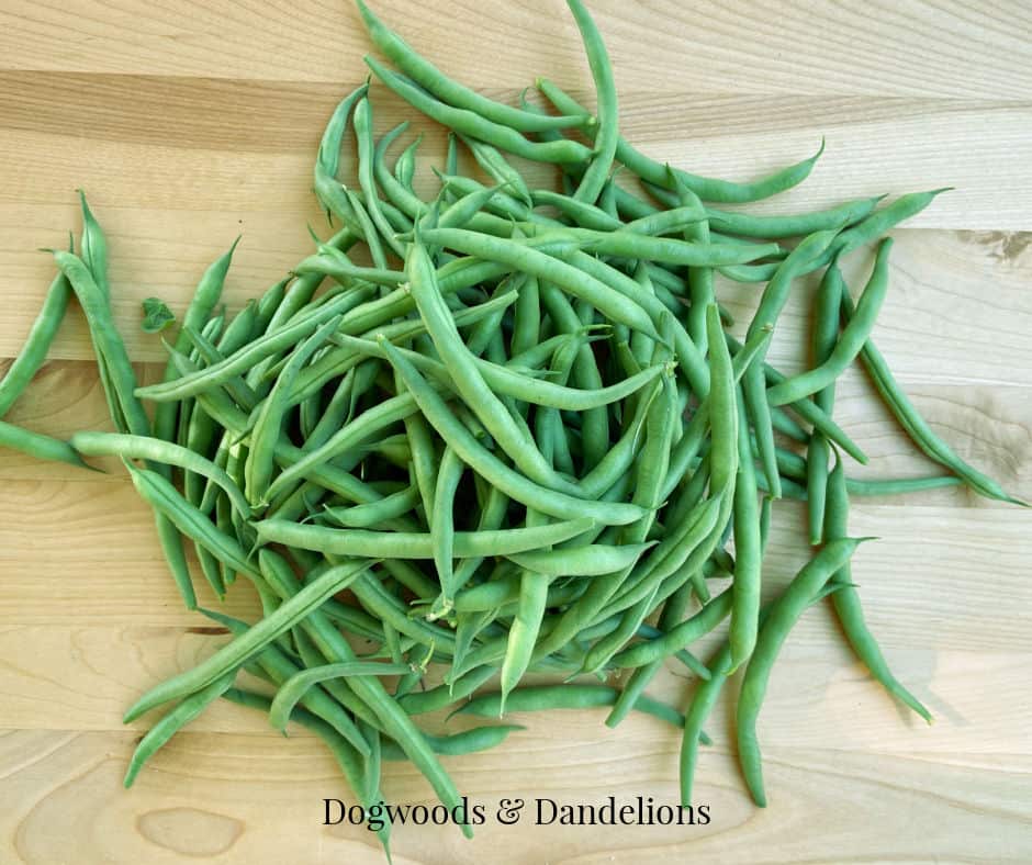 a pile of green beans to freeze