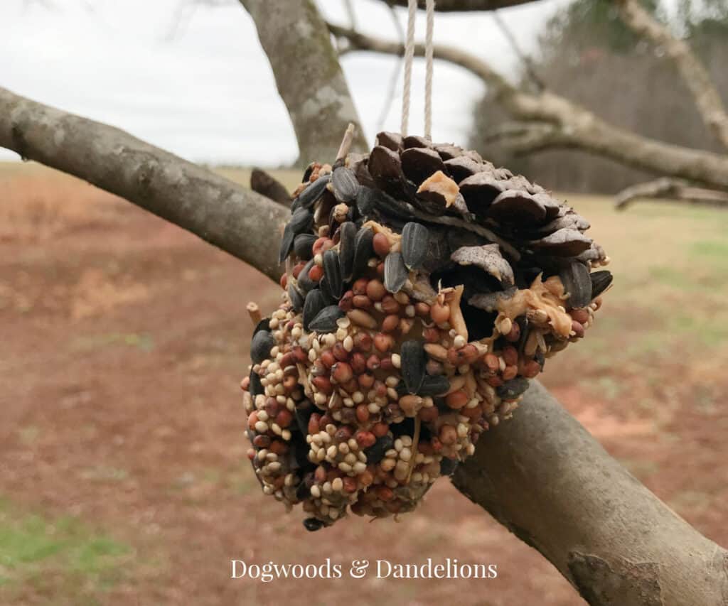 a pinecone covered in birdseed hanging in a tree.