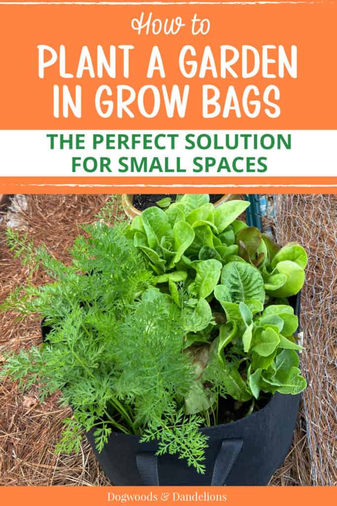 carrots and lettuce planted together in a grow bag with text "how to plant in grow bags-the perfect solution for small spaces."
