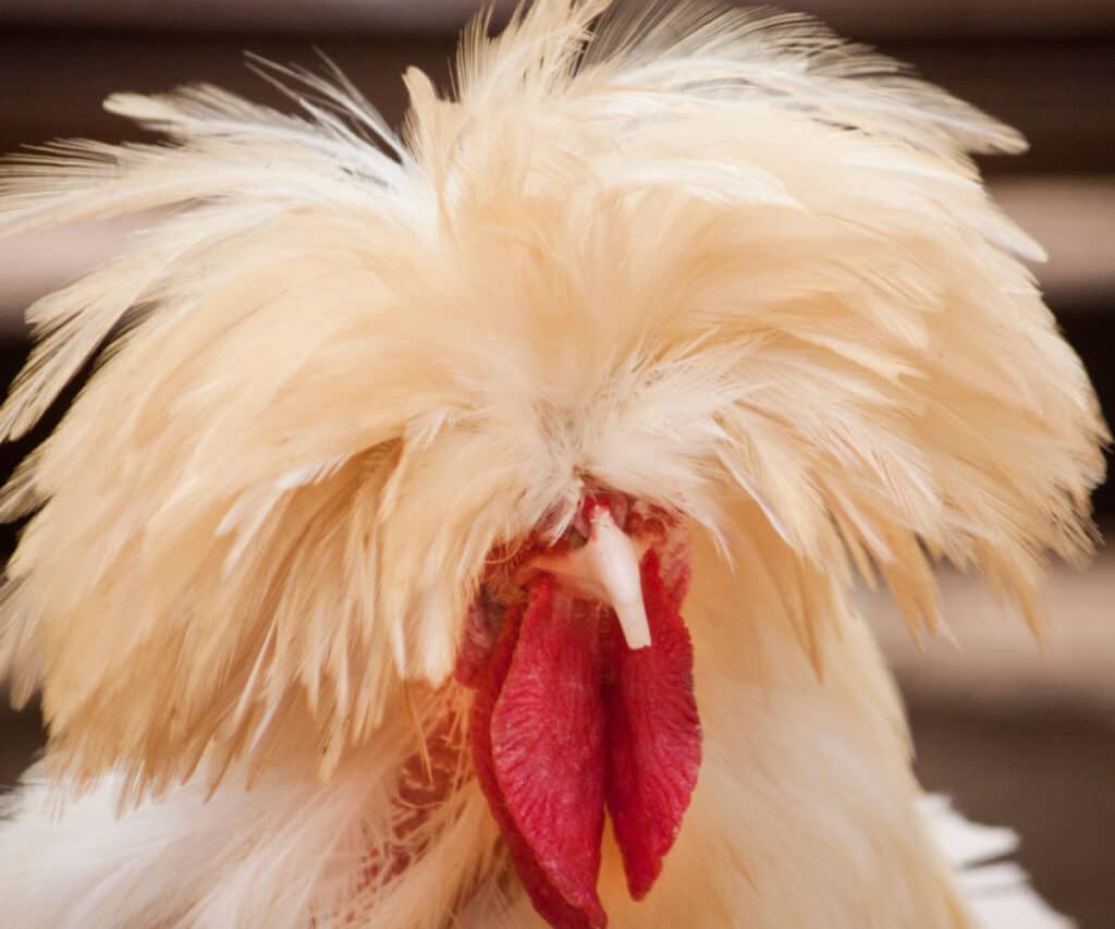 a polish chicken that can barely see for all the feathers on its head