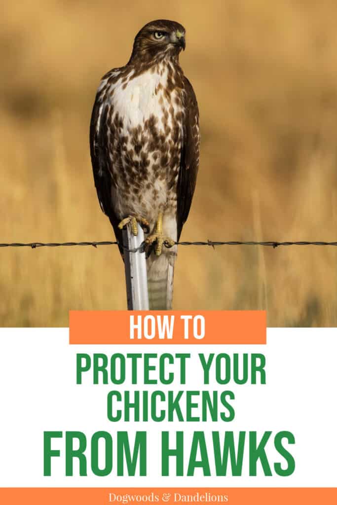 a hawk sitting on a barbed wire fence with a field in the background with text "how to keep hawks away from your chickens".