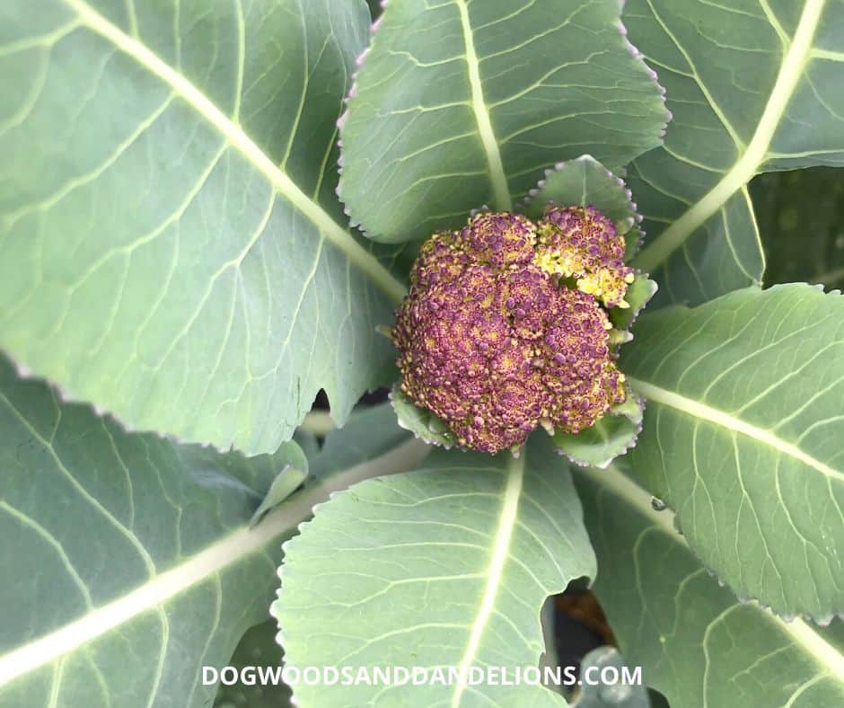Purple broccoli is a cool season vegetable.