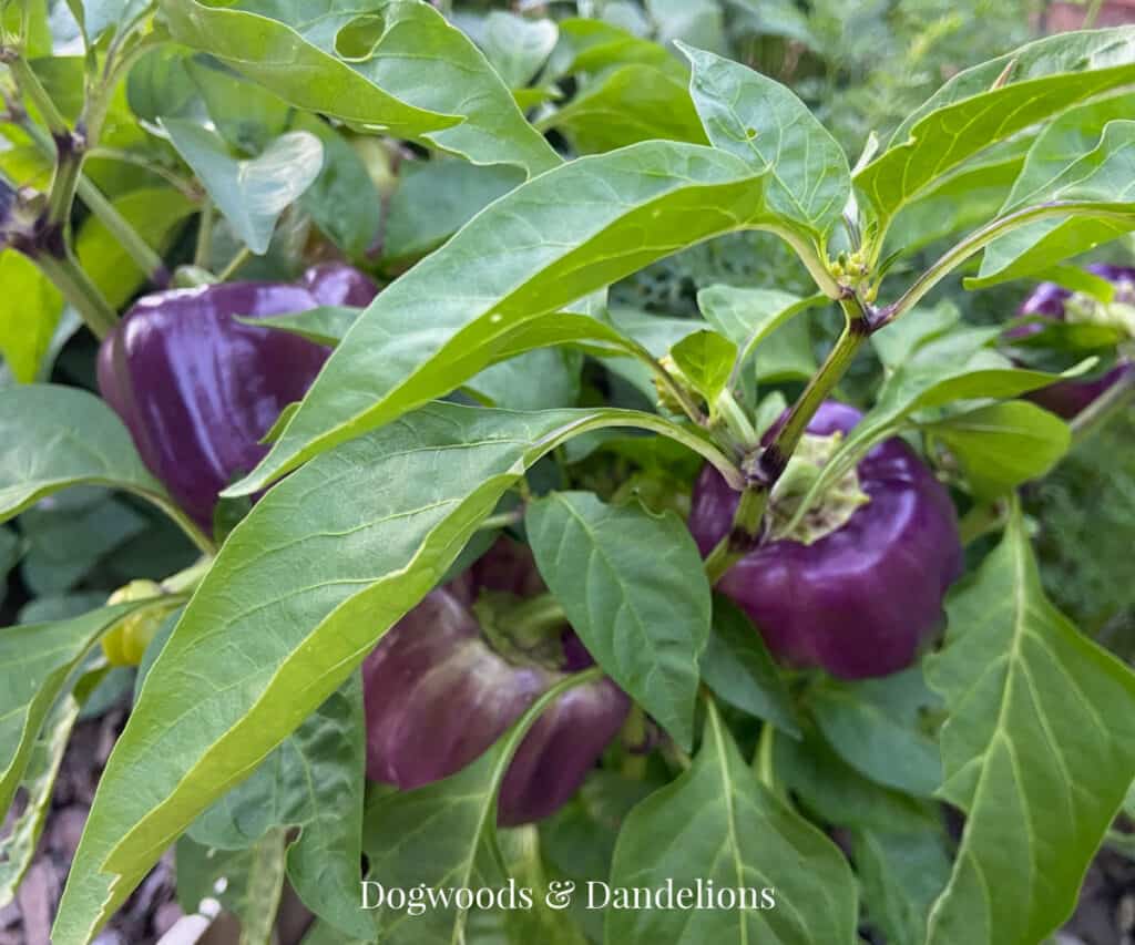 purple peppers add color the edible landscape