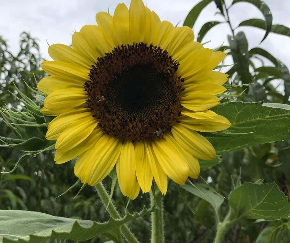 sunflower against the sky