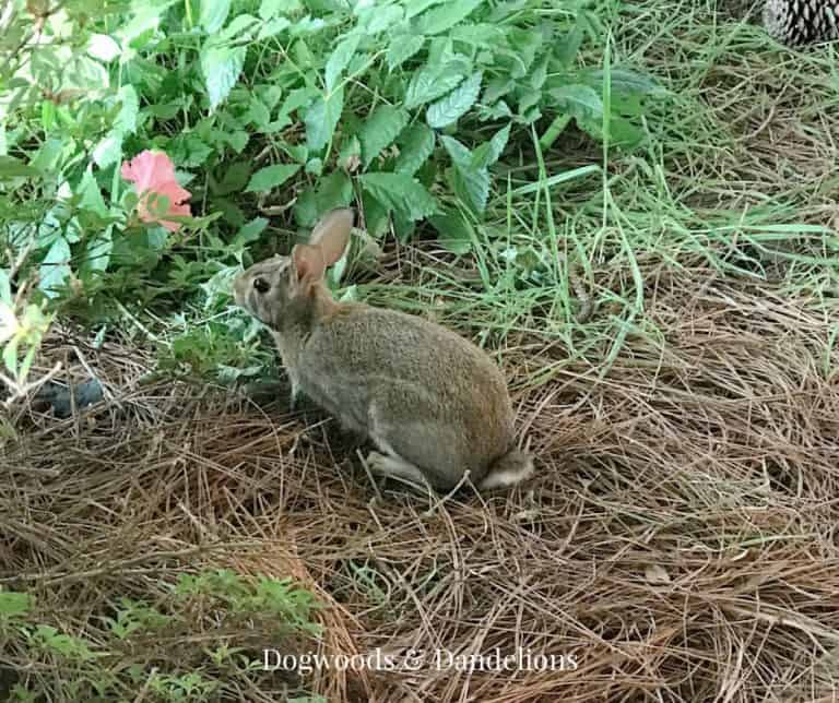 Ways to Keep Critters Out of Your Garden