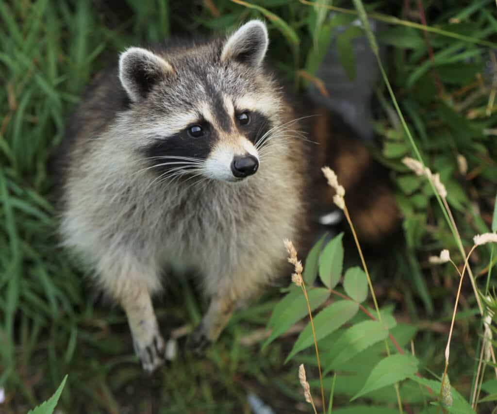 a racoon in the forest