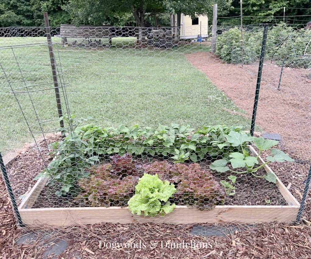 a Raised bed garden with deer fencing