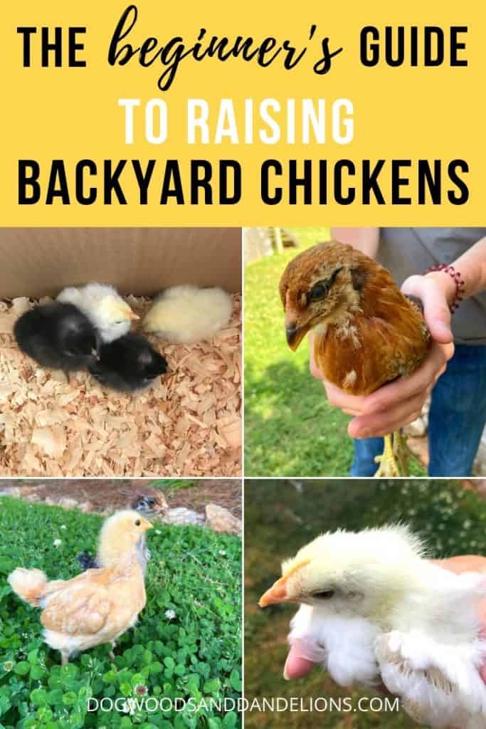 Raising chickens for beginners