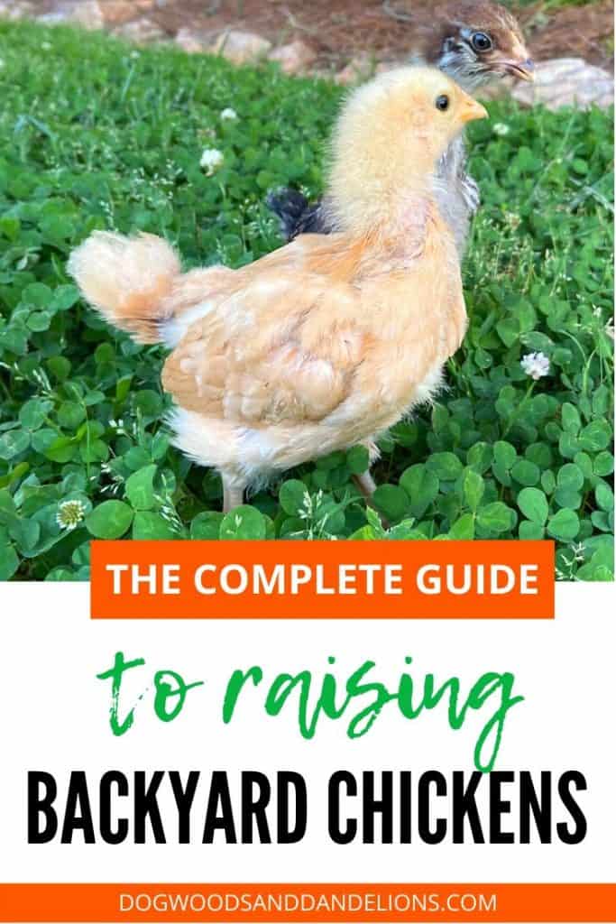 the complete guide to raising backyard chickens