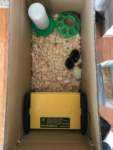 Raising baby chicks in a cardboard box