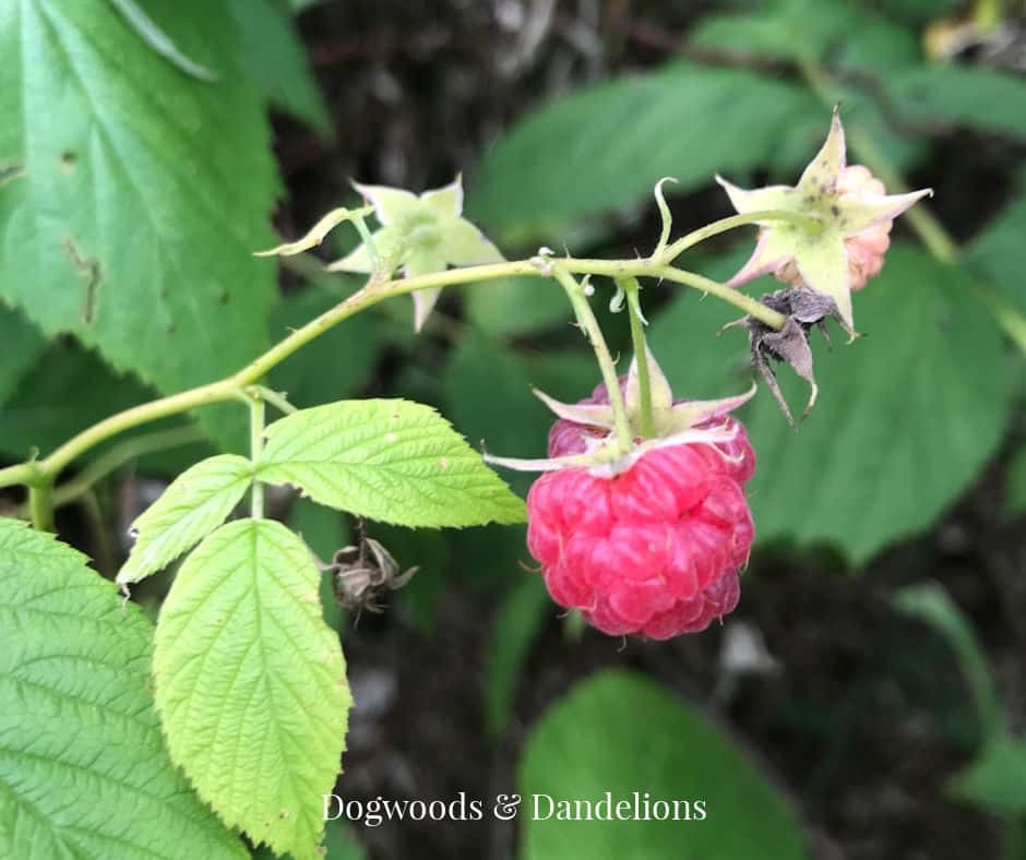 singular raspberry on a primocane