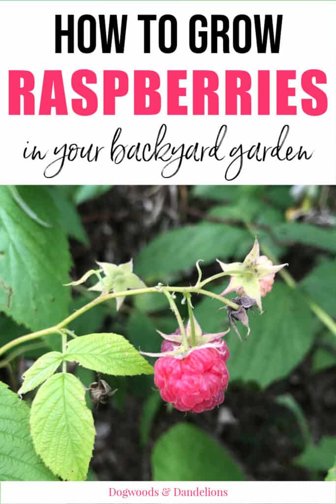 raspberries growing in the garden