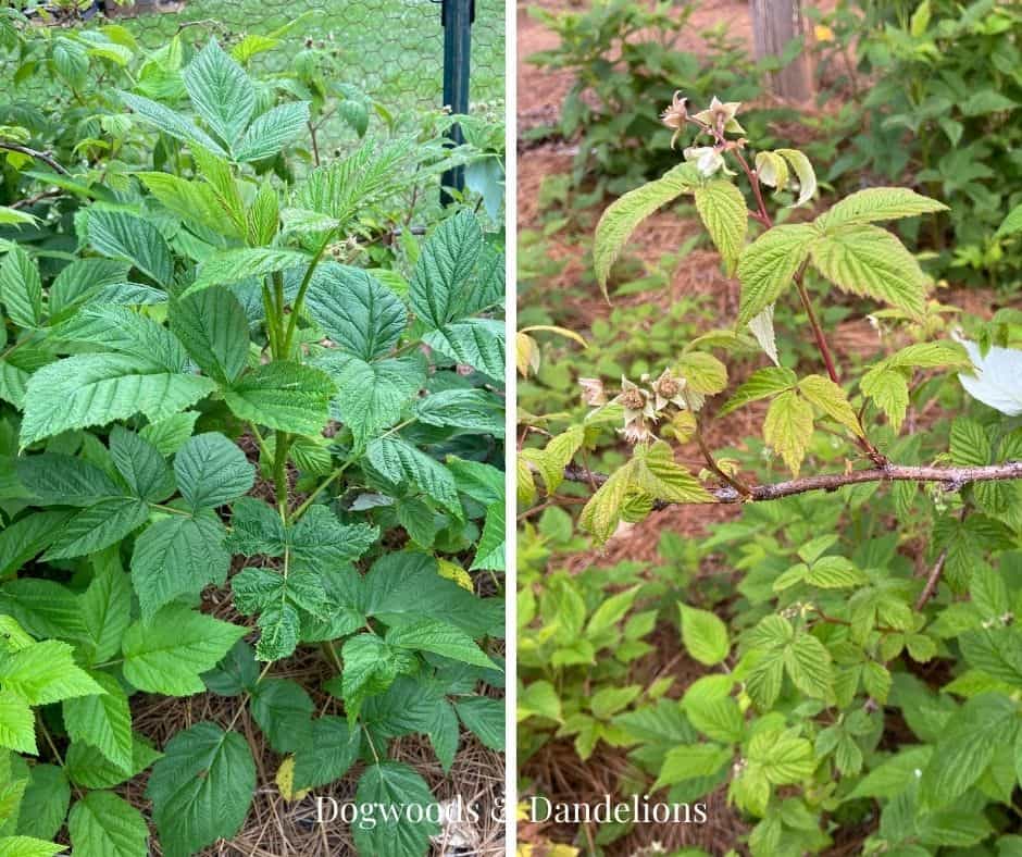 primocanes and floricanes on raspberry plants