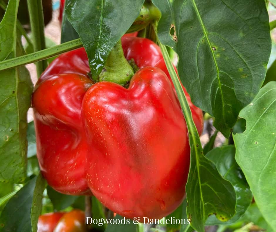 red bell pepper in the garden