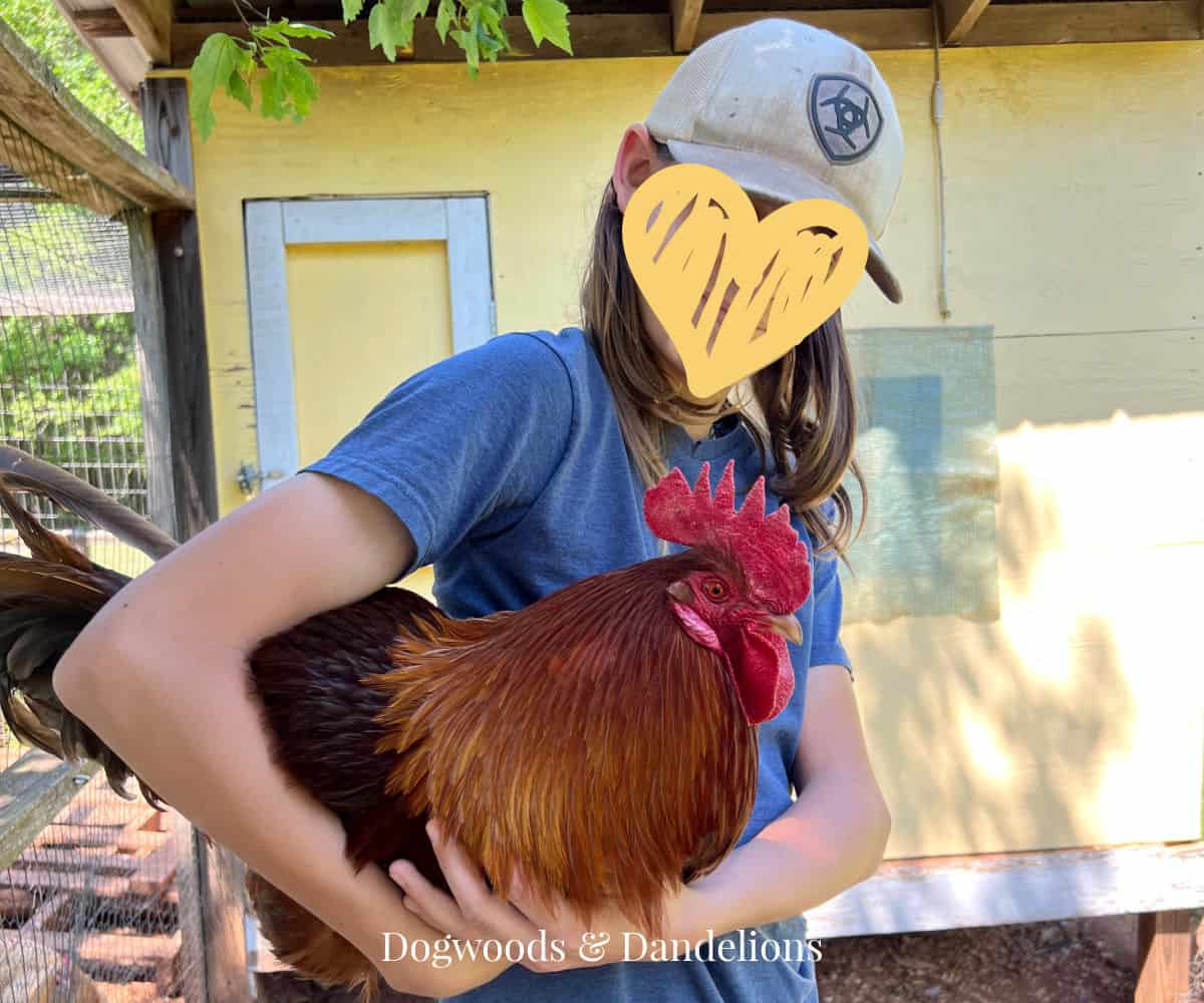 a rooster being held by a teenager