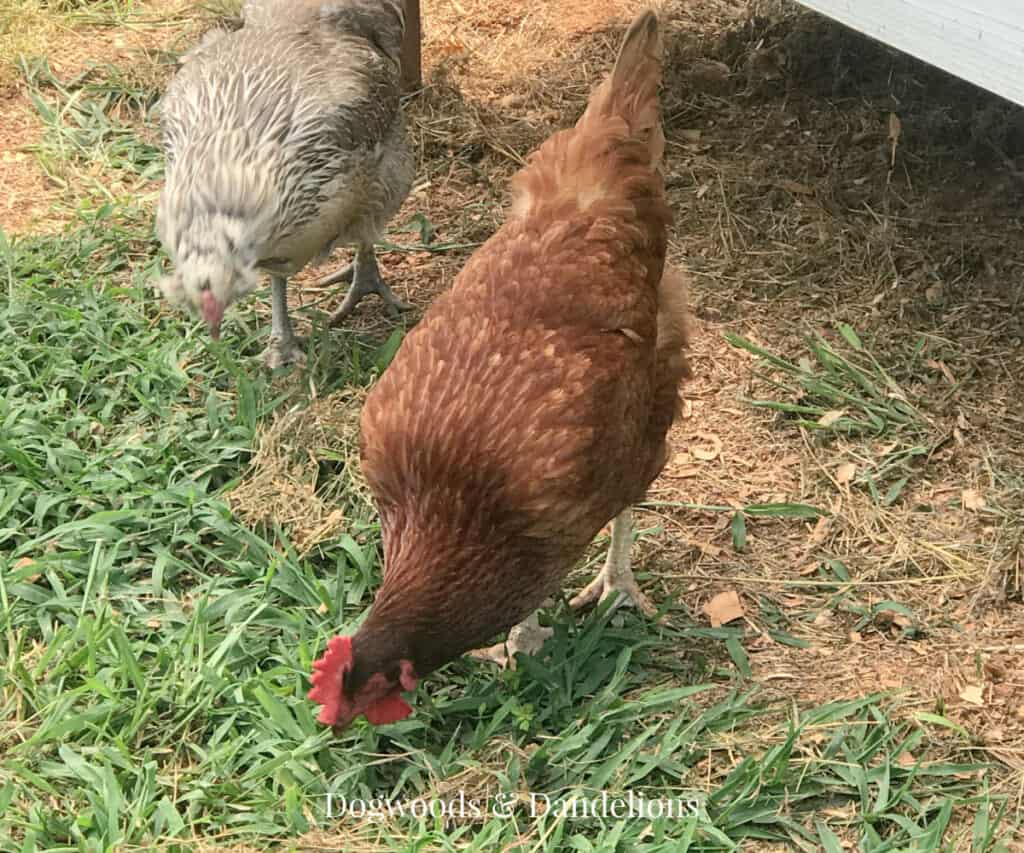 a rhode island red chicken in the grass