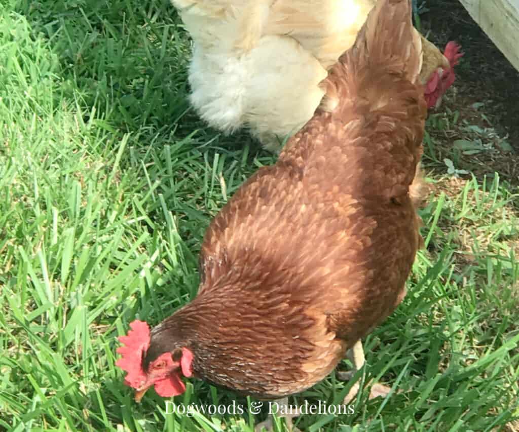 a Rhode Island Red chicken eating grass