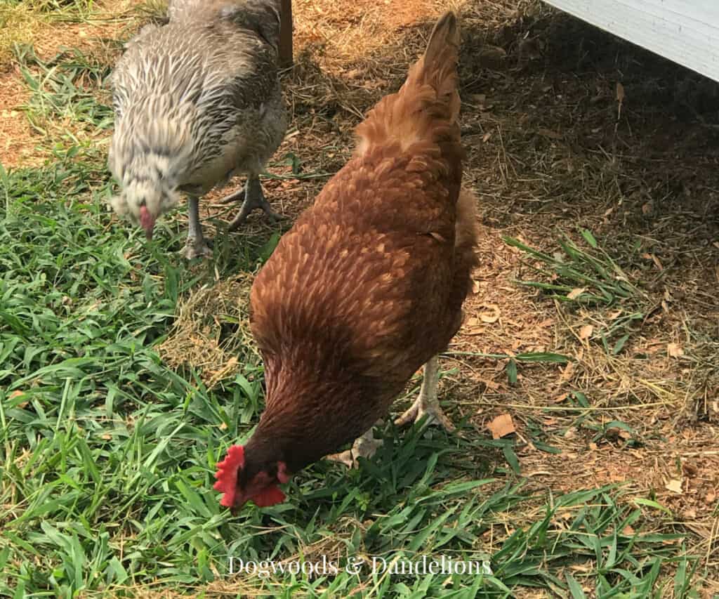 a Rhode Island Red chicken beside an Easter Egger chicken eating grass