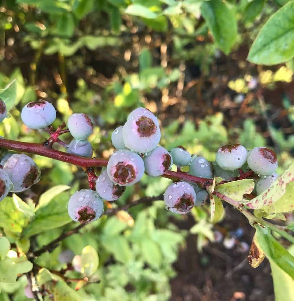 blueberries ready to be picked