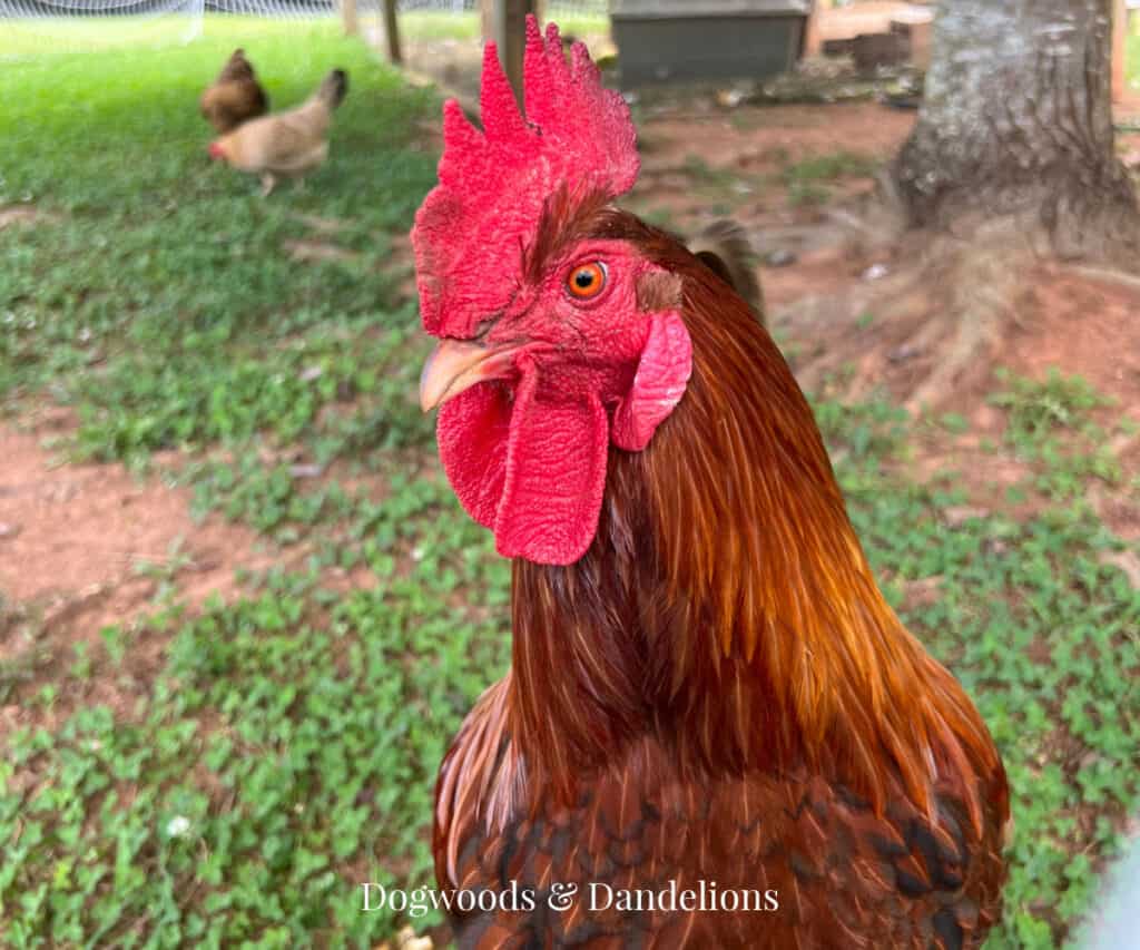 a rooster looking at the camera