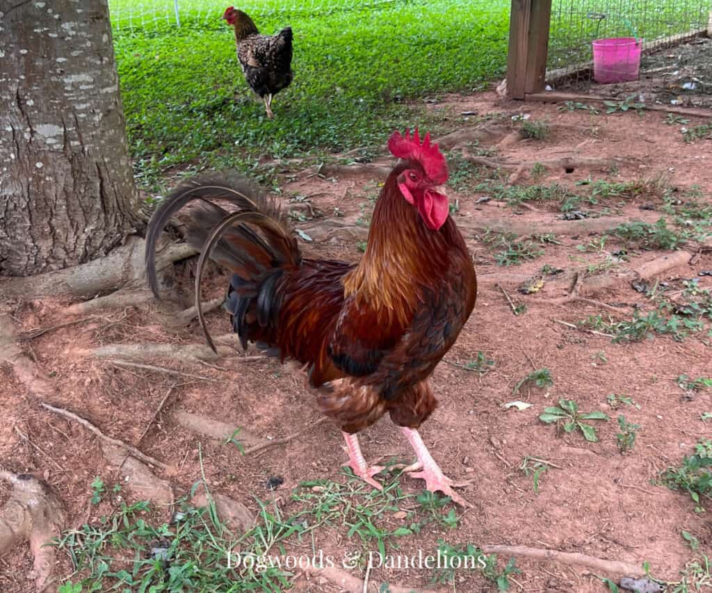 a rooster strutting in the yard