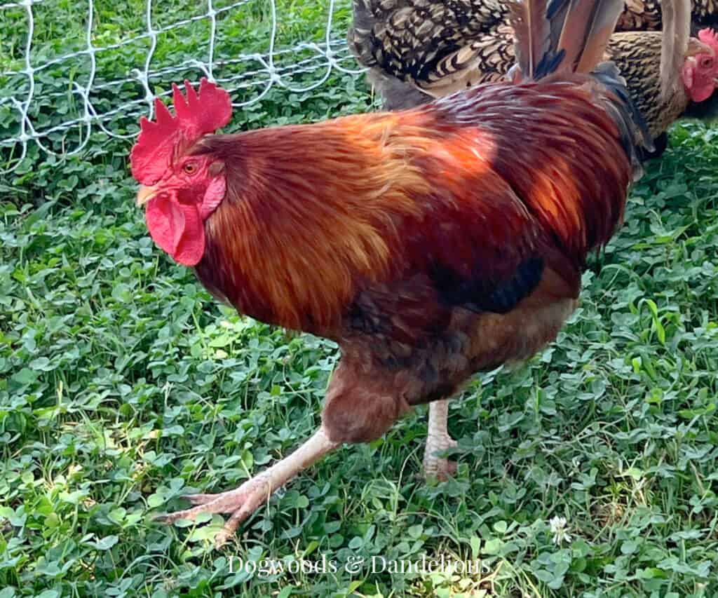 a rooster running across the yard
