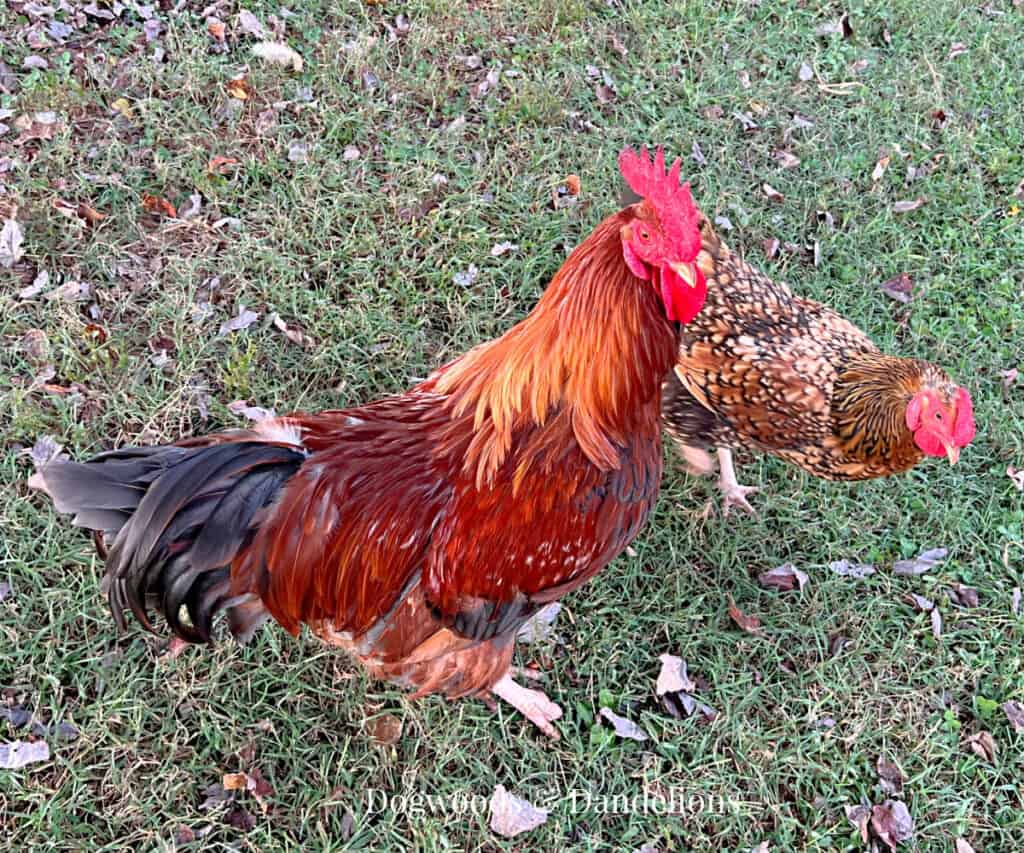 a rooster and a hen foraging in the yard.