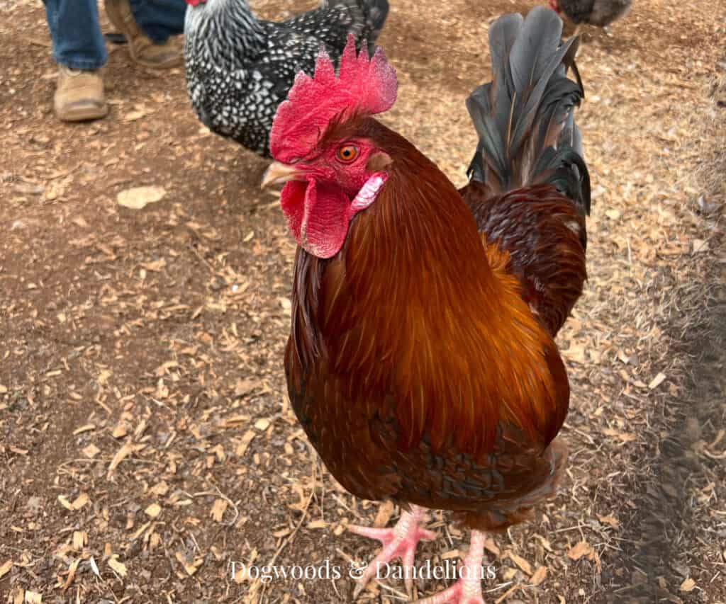 a rooster in the chicken yard
