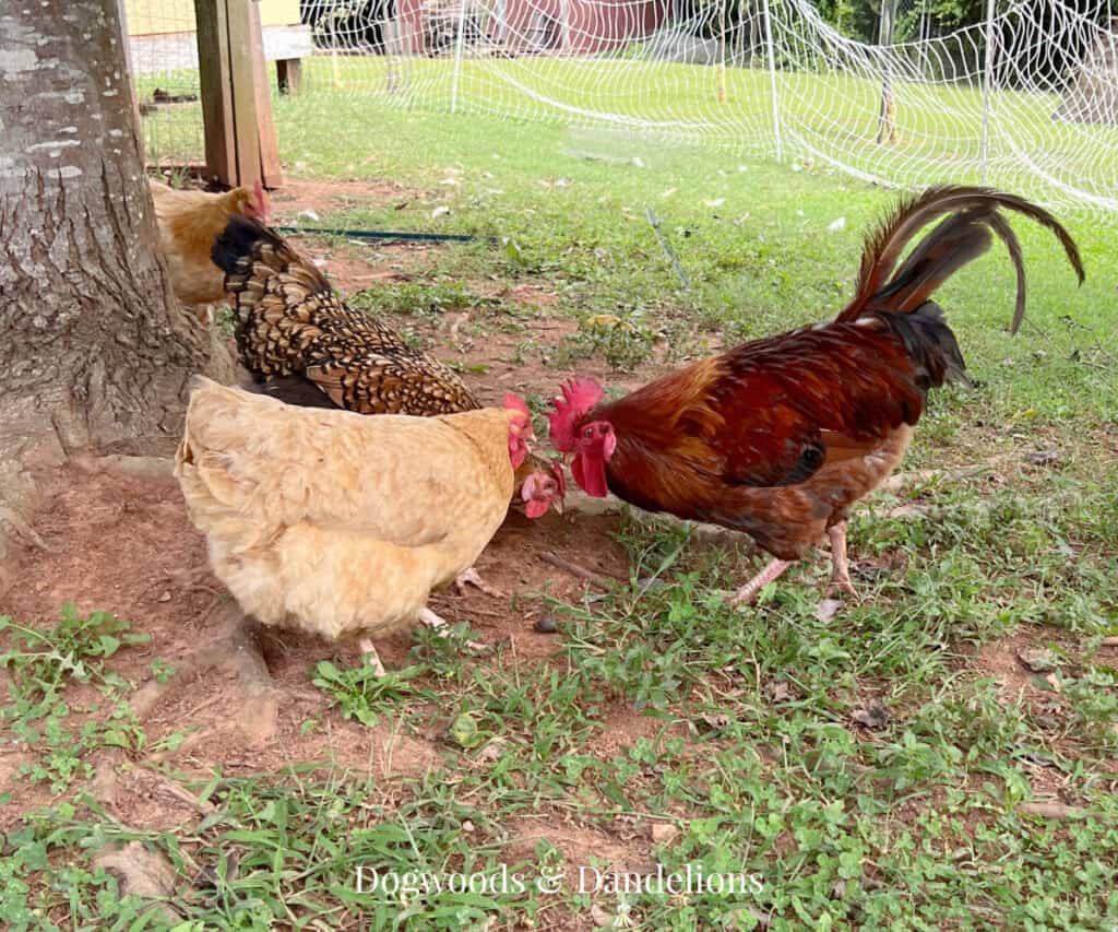 a rooster tidbiting for his ladies