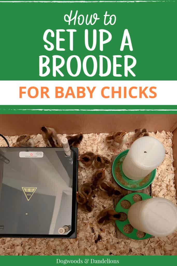baby chicks in a cardboard box brooder with a heat plate, feeder, and waterer
