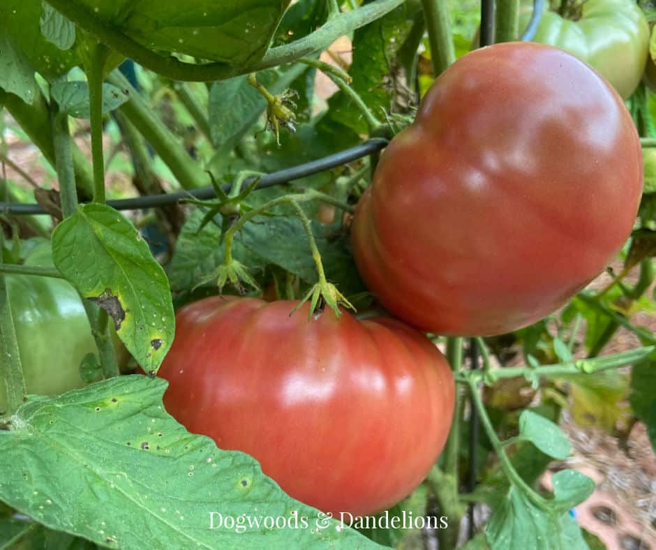 a slicing tomato growing in the garden