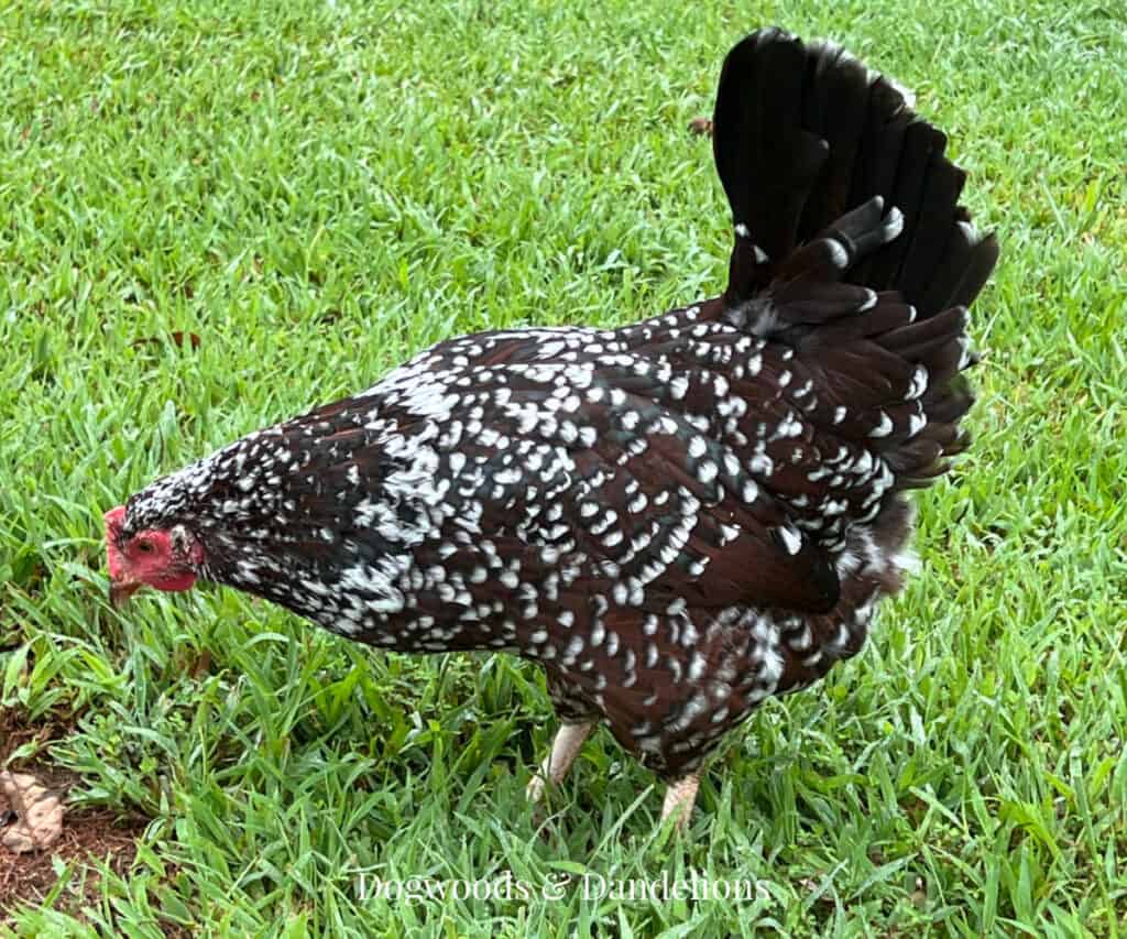 a Speckled sussex hen foraging in the yard.