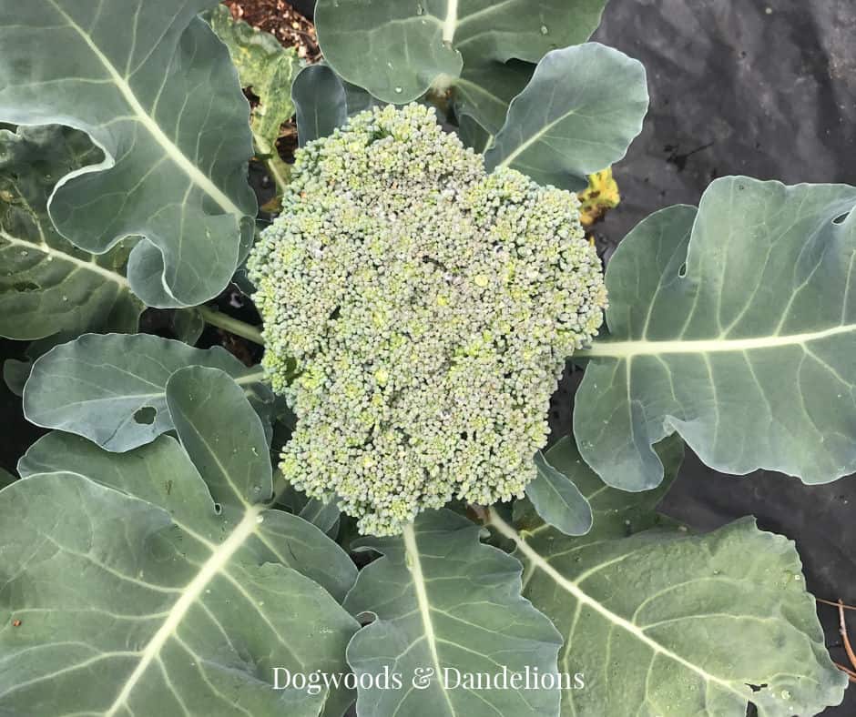 a head of broccoli growing in the spring garden