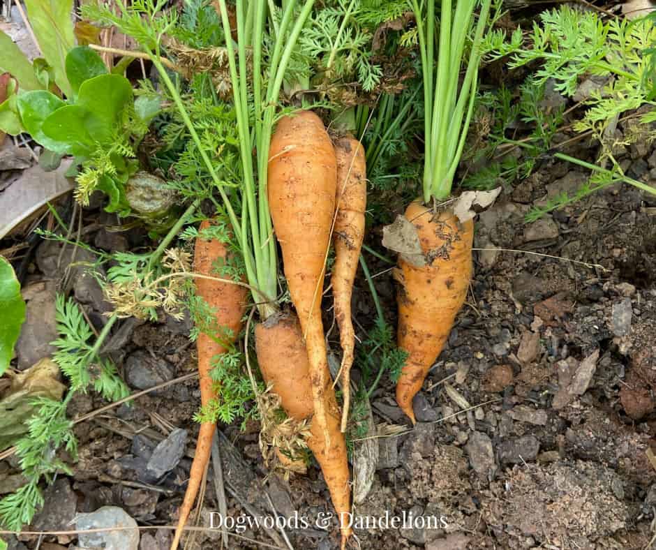 carrots just pulled from the garden