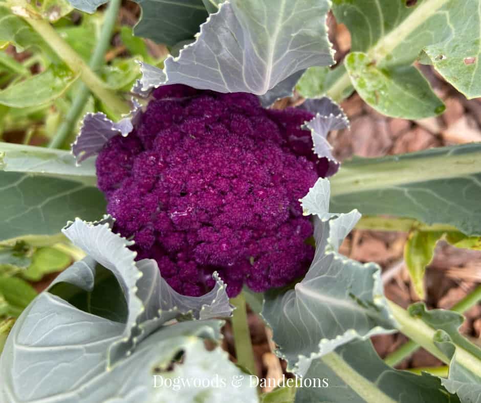 a head of purple cauliflower growing in the vegetable garden