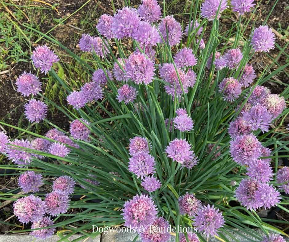 chives blooming in the herb garden